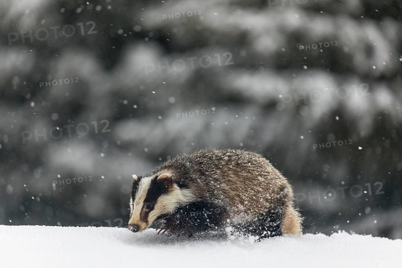 One young European badger (Meles meles) walking through deep snow during snow fall