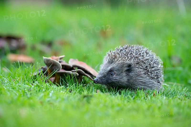 European hedgehog (Erinaceus europaeus) adult animal standing next to fungi on a garden lawn, England, United Kingdom, Europe