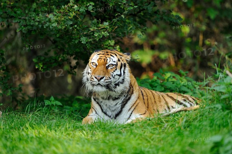 A lying tiger in the dense green of nature, surrounded by bushes, Siberian tiger (Panthera tigris altaica), captive, occurrence Russia