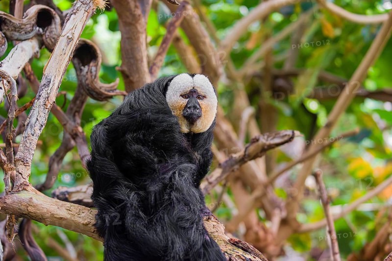 Portrait of a male white-faced saki (Pithecia pithecia) sitting in a tree