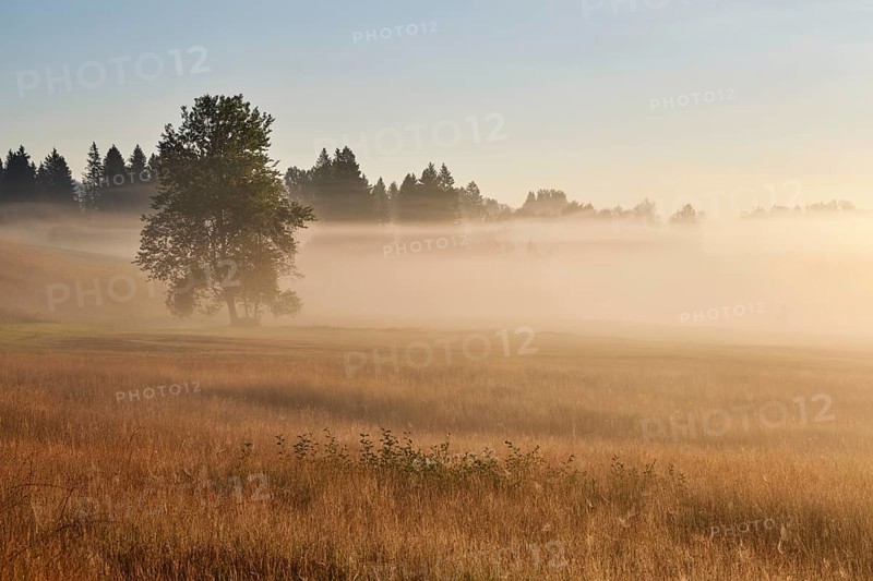 High moor in autumnal discolouration, Rothenthurm, Canton Schwyz, Switzerland, Europe