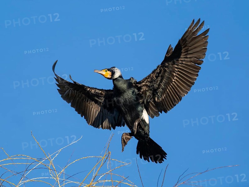 Common Cormorant (Phalacrocorax carbo), adult male in breeding plumage, in landing flight, Hesse, Germany, Europe