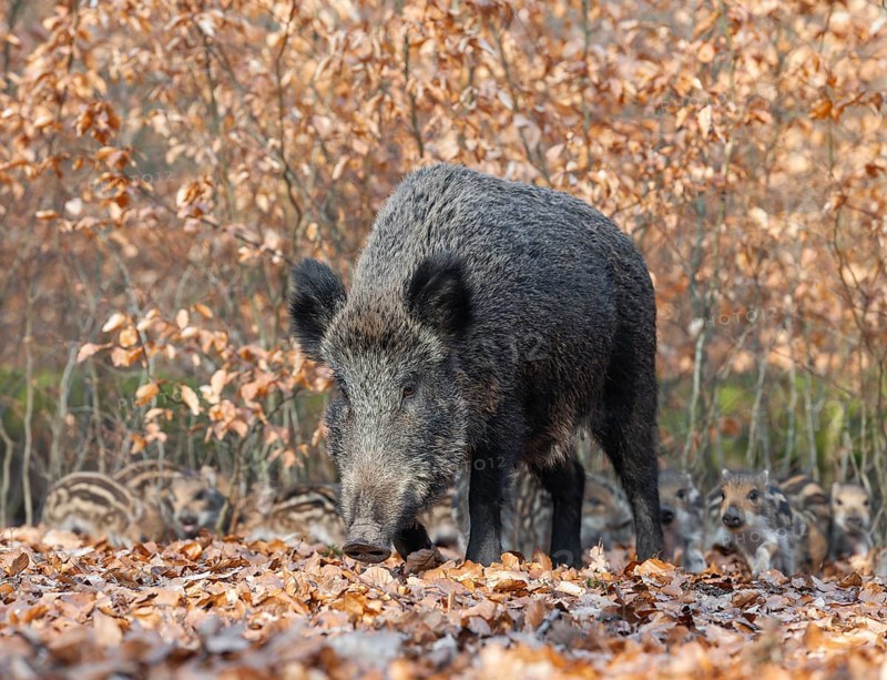 Wild boar (Sus scrofa), wild boar, female with young boar in the forest, Germany, Europe