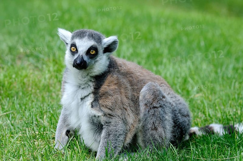 A lemur sits relaxed on a green summer meadow, Ring-tailed Lemur (Lemur catta), Augsburg Zoo