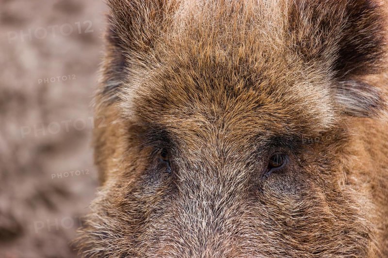 Portrait of a wild boar or wild pig (Sus scrofa)