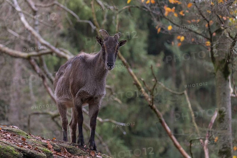 One female Himalayan Tahr (Hemitragus jemlahicus) standing on rocks in a forest. Green forest in the background