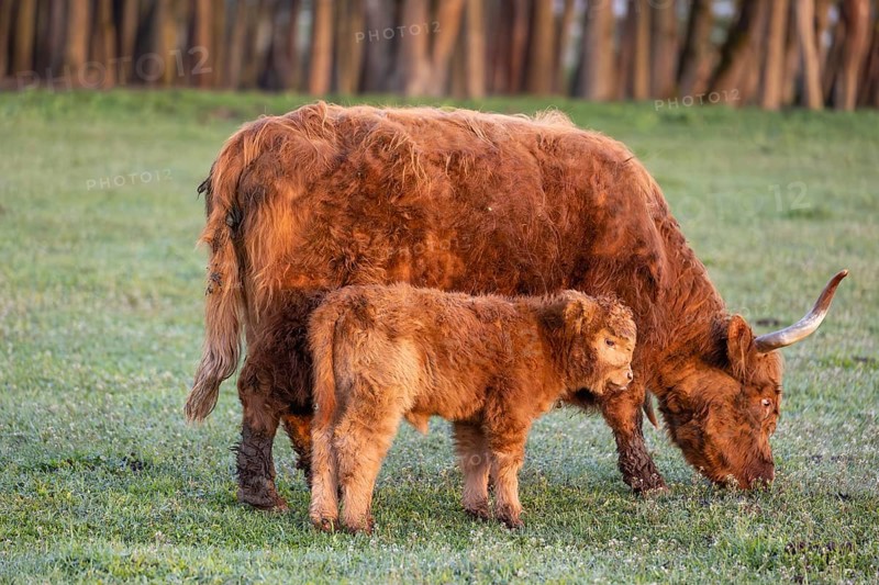 A Highland cow (Bos primigenius taurus) and her calf stand side by side on a meadow