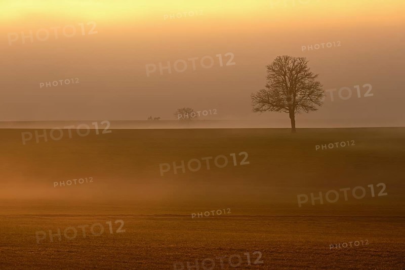 English oak (Quercus robur, Quercus petraea), shrouded in mist in the light of the setting sun, Lindenberg, Horben, Canton Aargau, Switzerland, Europe