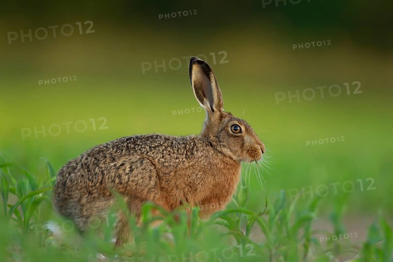 European brown hare (Lepus europaeus) adult animal feeding in a farmland maize crop in the summer, England, United Kingdom, Europe