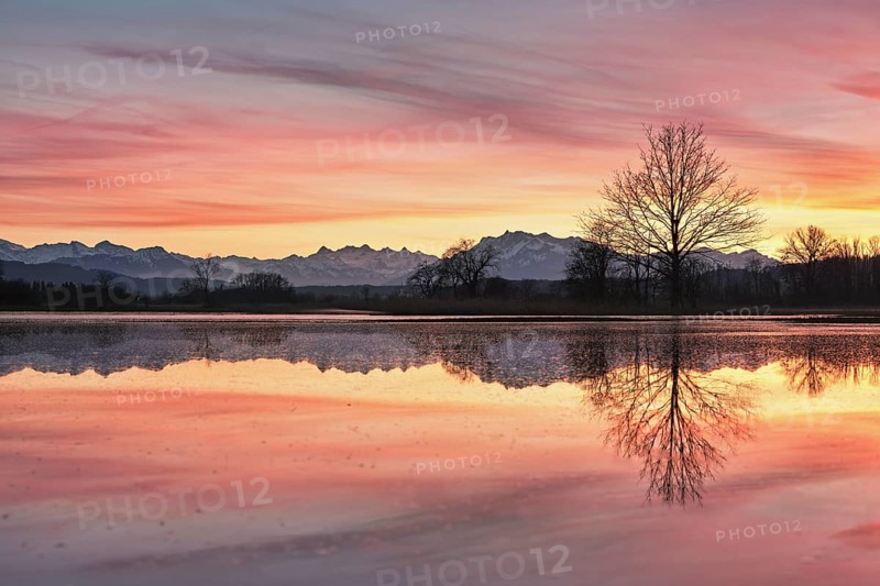 Pilatus reflected in the flooded nature reserve in the evening light, Reussspitz, Hünenberg, Canton Zug, Switzerland, Europe