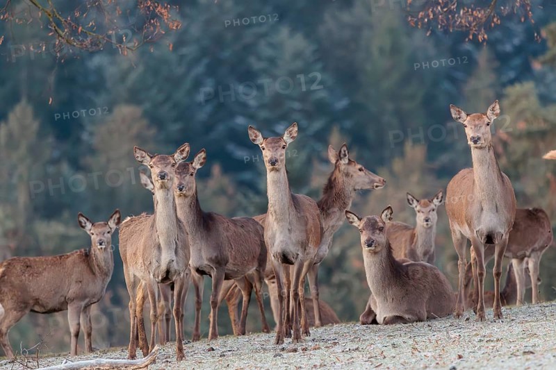 A herd of female red deer (Cervus elaphus) stands in a hoar frosted meadow, A forest can be seen in the background