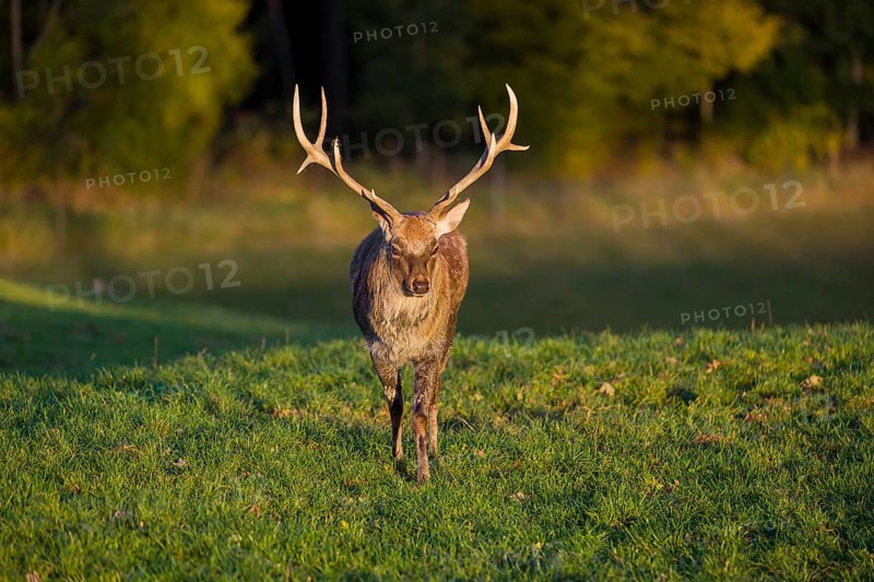 One Dybowski stag (Cervus nippon hortulorum) stands on a green meadow at sunrise