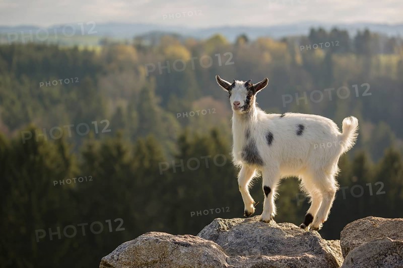 A young Pygmy goat, Capra hircus, stands on a rock. A forest is in the distant background