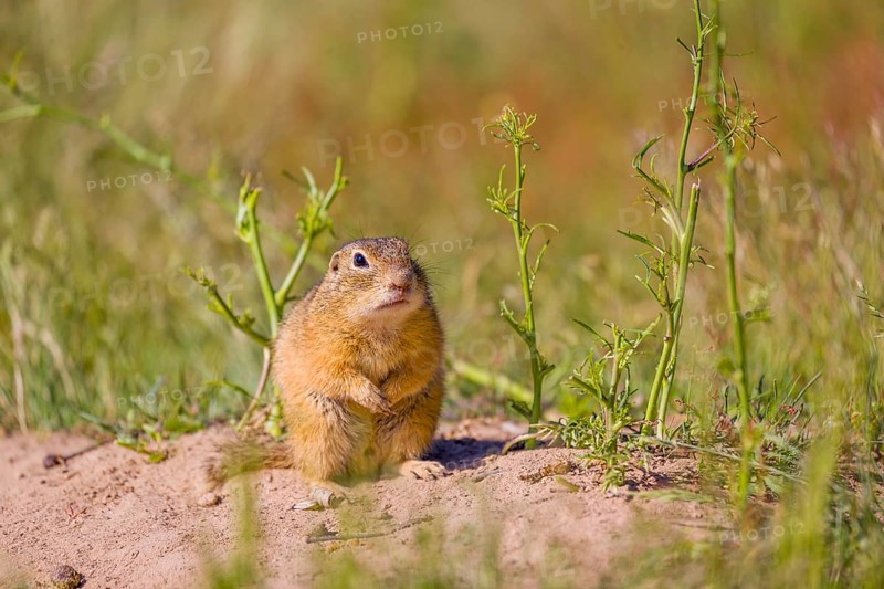 A European ground squirrel (Spermophilus citellus) or European souslik sits in front of its den watching the surrounding area