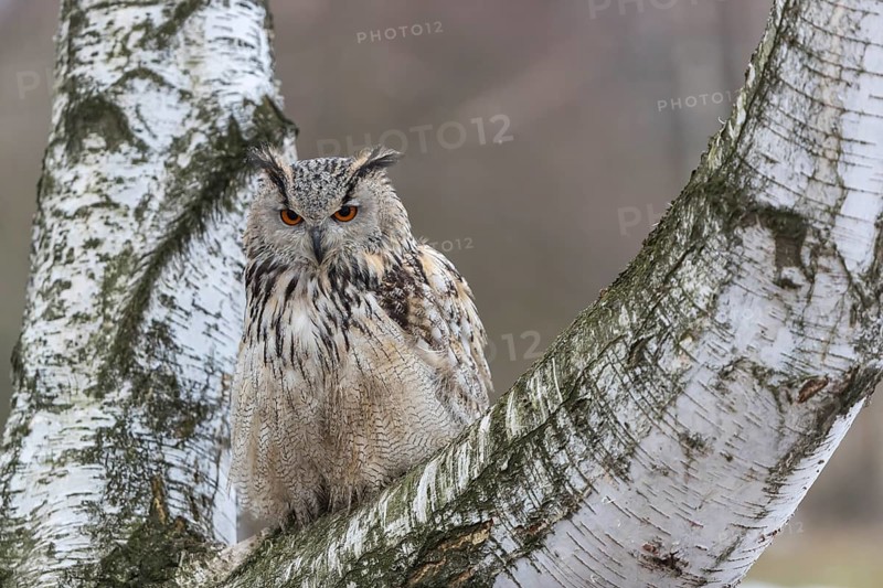 One Siberian Eagle Owl (Bubo bubo sibiricus) sitting on a branch of a birch tree