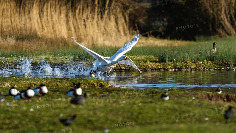 Tundra Swan, Bewick's Swan, Cygnus columbianus in flight at winter in Slimbridge, England, United Kingdom, Europe