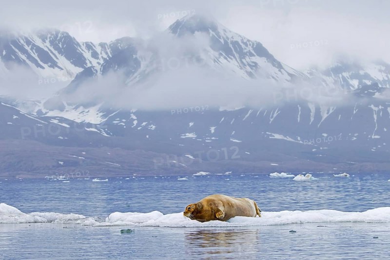 Bearded seal (Erignathus barbatus) resting on ice floe along the coast of Svalbard, Spitsbergen