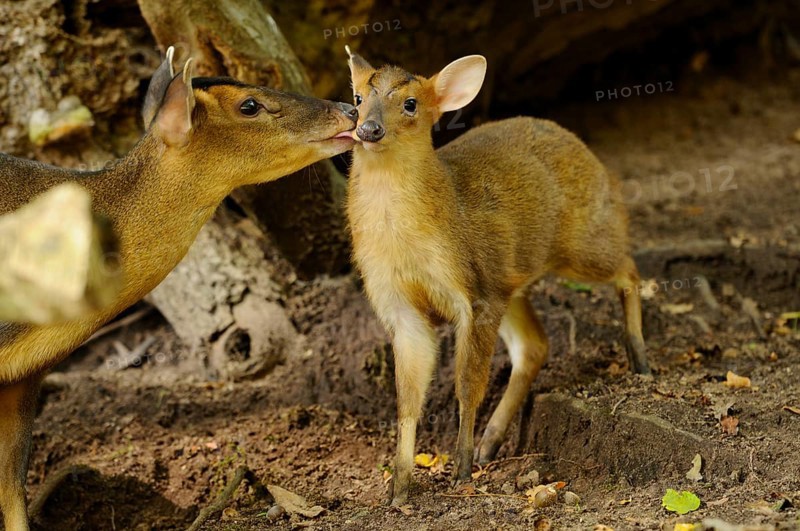 A muntjac shows affection to a young animal in the shady forest, Chinese muntjac (Muntiacus reevesi), captive