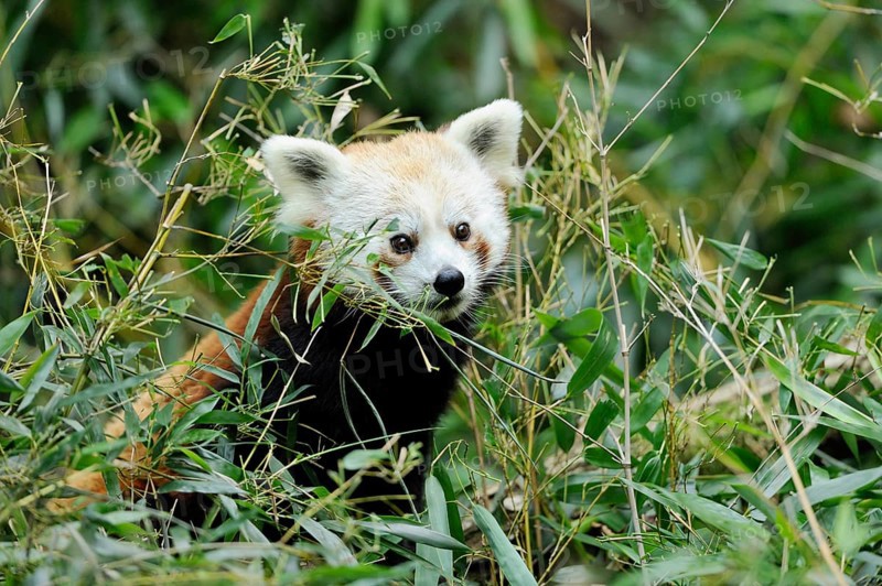 A red panda partly hiding behind bamboo, Red panda (Ailurus fulgens), captive, Germany, Europe