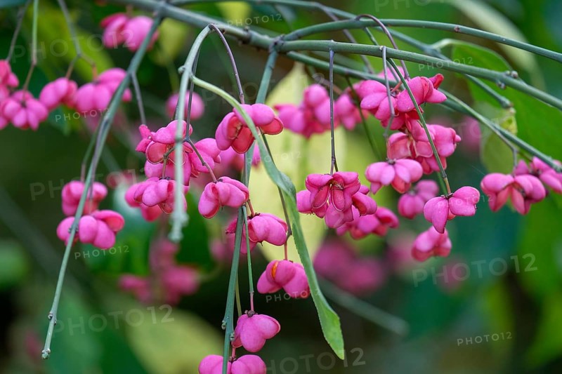 Common spindle bush (Euonymus europaeus), Münsterland, North Rhine-Westphalia, Germany, Europe