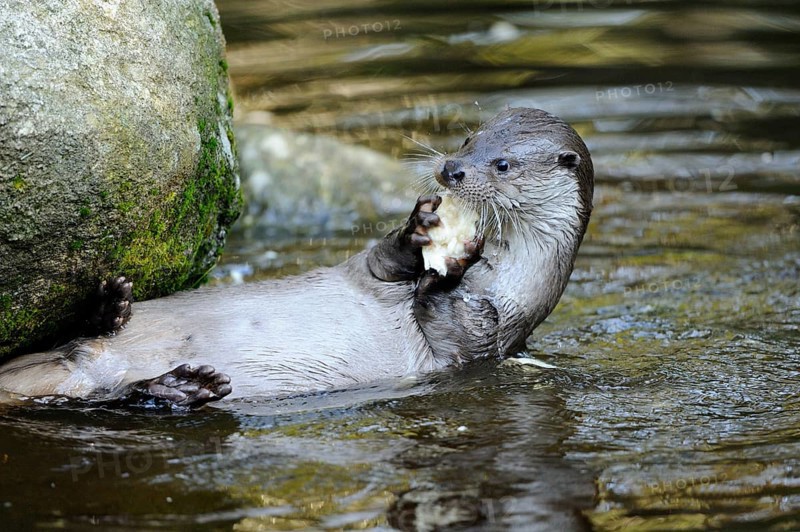 An otter lies in the water next to a rock and eats a porcini mushroom, Otter (Lutra lutra), Bavarian Forest National Park