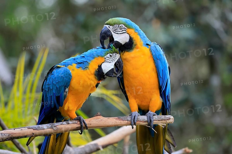 Yellow-breasted Macaw (Ara ararauna), adult, perch, pair, social behaviour, plumage care, South America