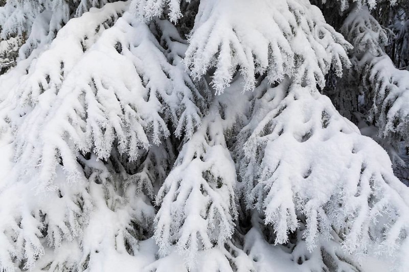 The crystals of hoarfrost look like lace on the snow-covered fir branches, winter landscape on the Auersberg, Eibenstock, Erzgebirge, Saxony, Germany, Europe