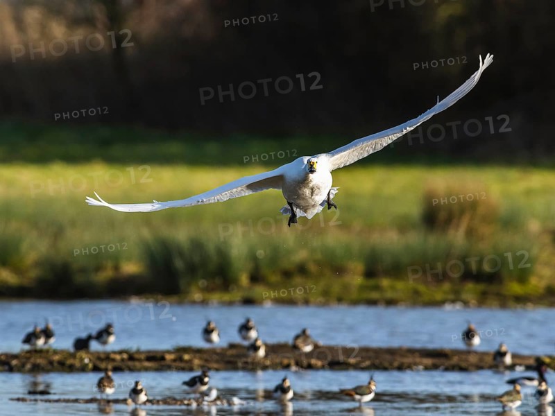 Tundra Swan, Bewick's Swan, Cygnus columbianus in flight at winter in Slimbridge, England, United Kingdom, Europe