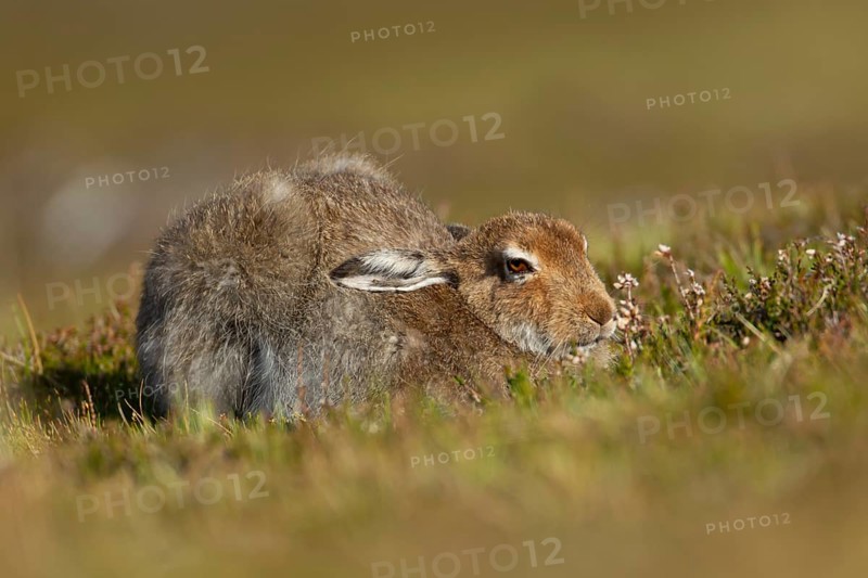 Mountain hare (Lepus timidus) adult animal in its summer coat resting on a hillside, Cairngorm mountains, Scotland, United Kingdom, Europe