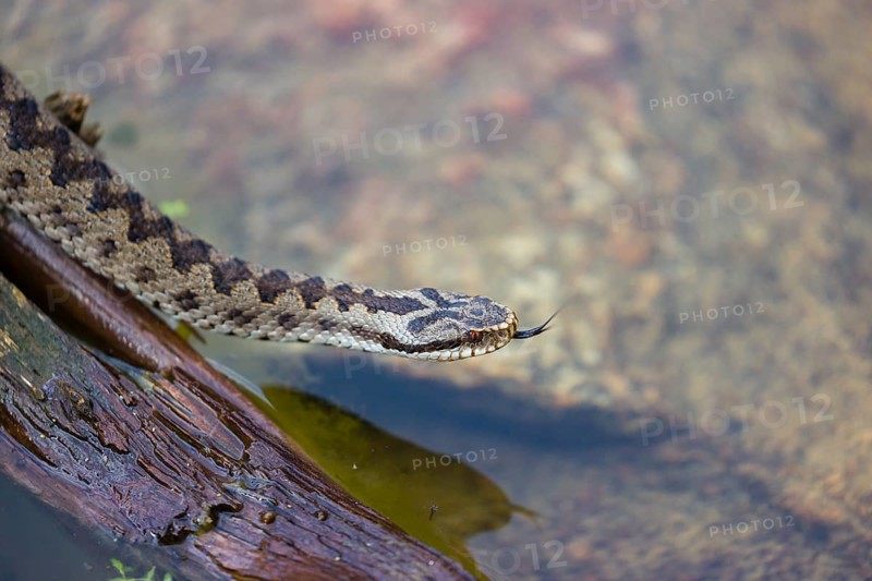 One Vipera berus, the common European adder or common European viper, creeps over a rootstock and starts to swim in the water of a small pond