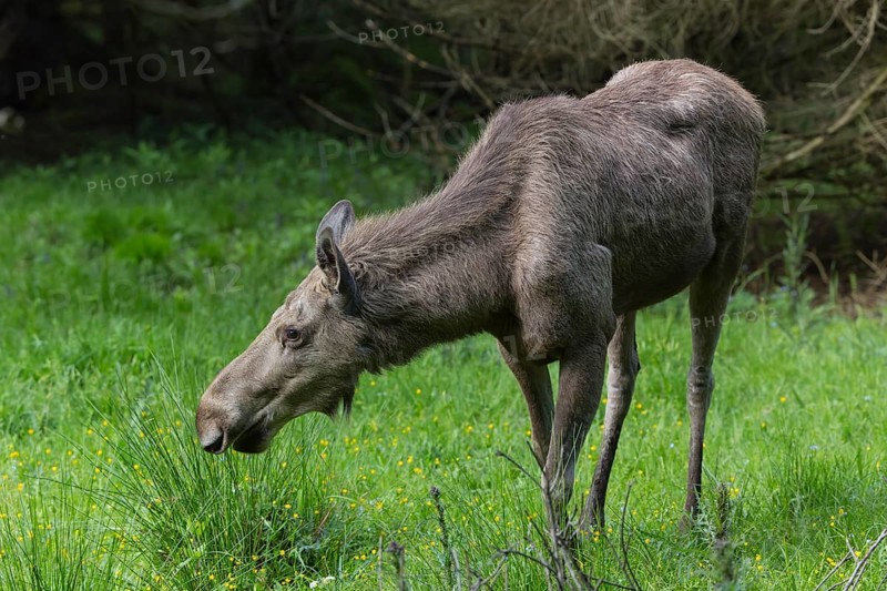 Moose (Alces alces) cow with trees and green grass around