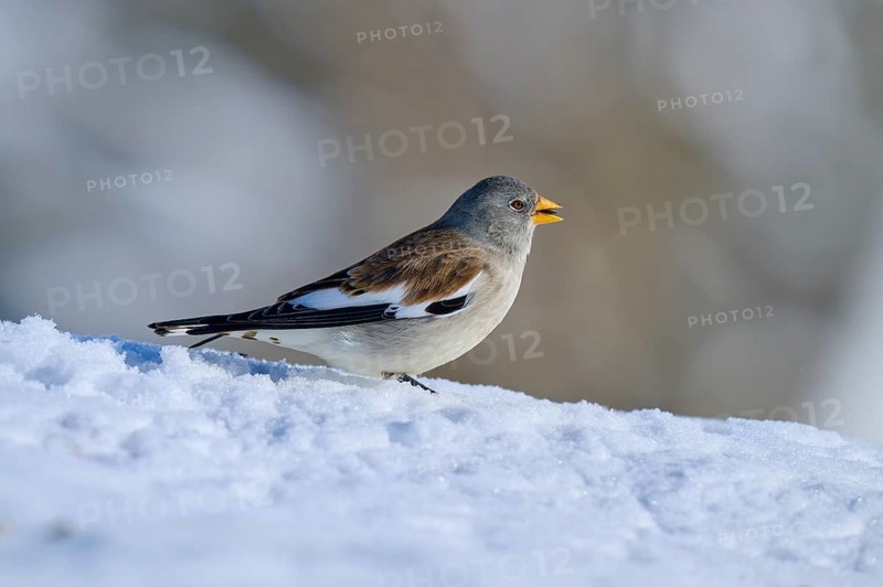 Snowfinch (Montifringilla nivalis), sitting on snow-covered ground, harmonious winter landscape, Gemmi Pass, Leukerbad, Leuk, Valais, Switzerland, Europe