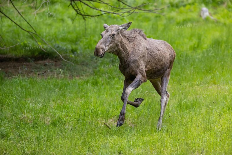 One adult female moose or elk, Alces alces, running, chasing away a male moose to protect her two babies