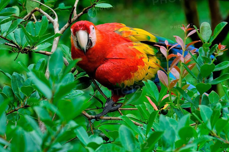 Hybrid Scarlet x Great Green Macaw (Ara macao x militaris), perched in a tree, Portrait, Costa Rica, Central America