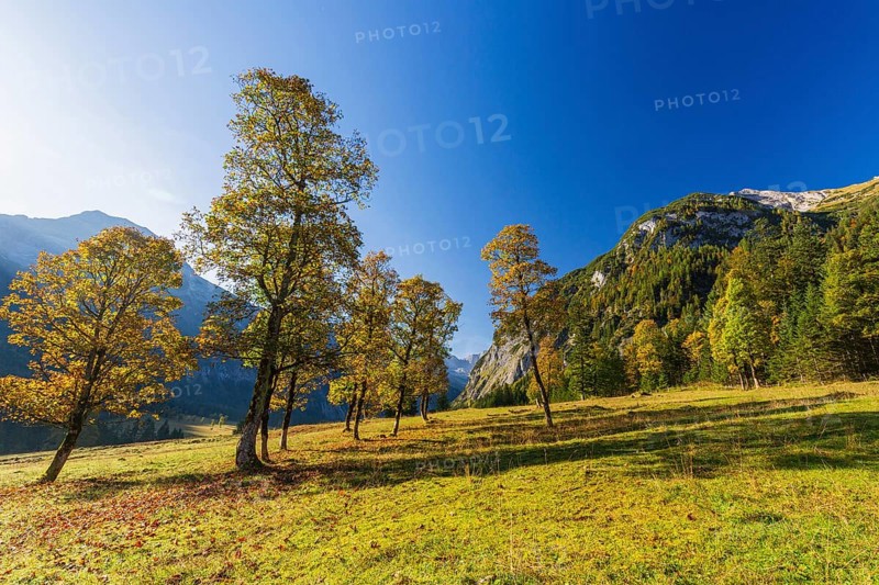 Nature conservancy area Grosser Ahornboden. Sycamore maple trees, Acer pseudoplatanus, in autumn. Karwendel mountains