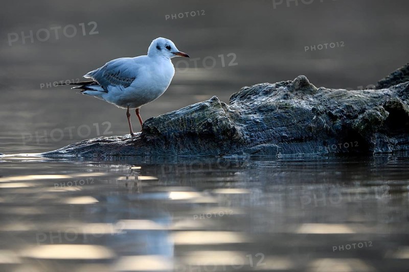 Black-headed Black-headed Gull (Chroicocephalus ridibundus), in a sable plumage, resting on a branch in the water, Heiligenhaus, North Rhine-Westphalia, Germany, Europe