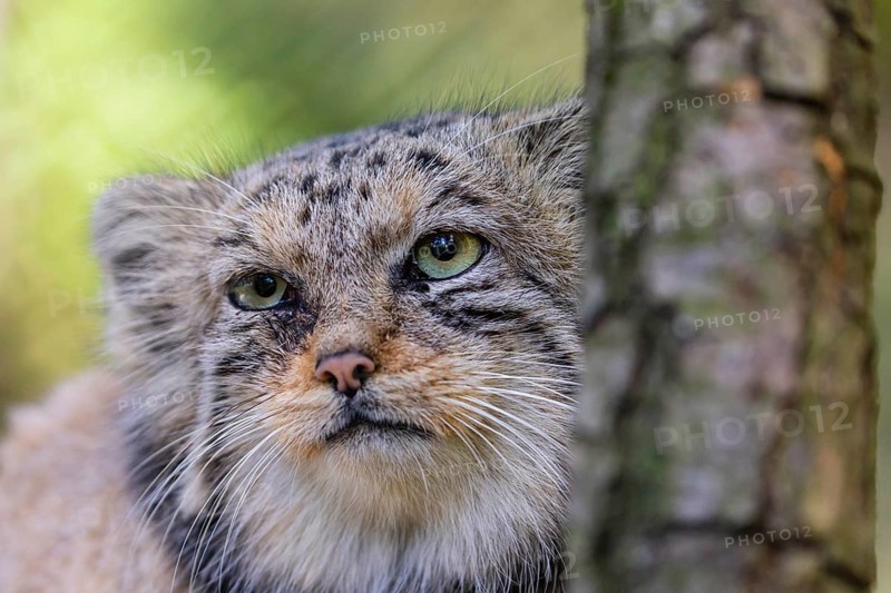 Portrait of a Pallas's cat (Otocolobus manul) or Manul. Least concern species on the IUCN Red List since 2020