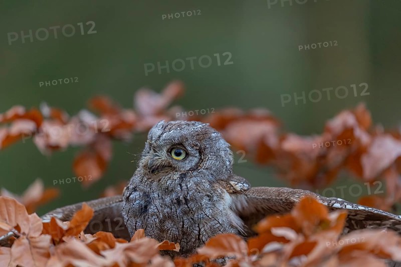 One Eurasian scops owl (Otus scops)sitting on a twig of a beech tree, embedded in brown leafs