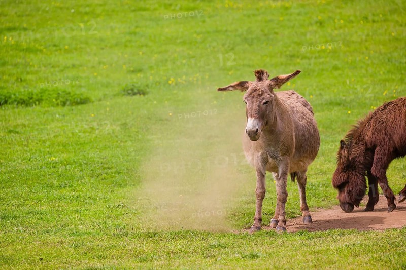 A mixed breed donkey takes a dust bath