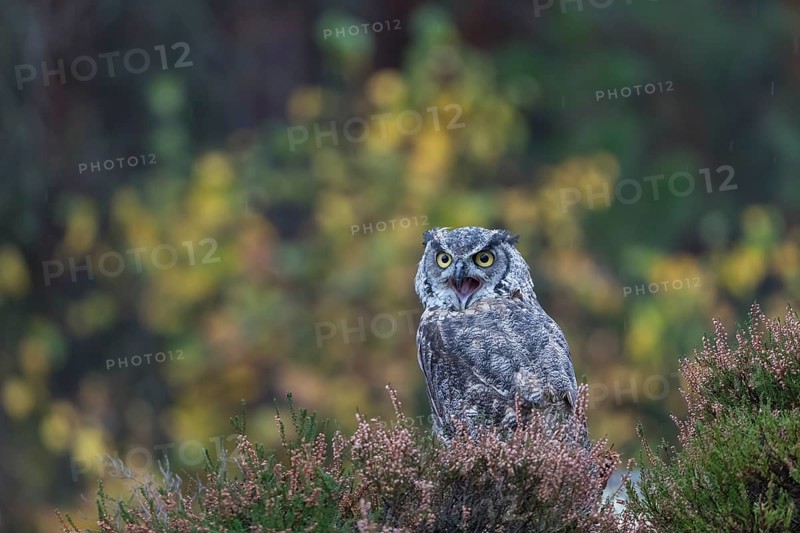 One adult Great horned owl (Bubo virginianus) sitting on the ground between heather. A forest in green and yellow autumn colors in the background