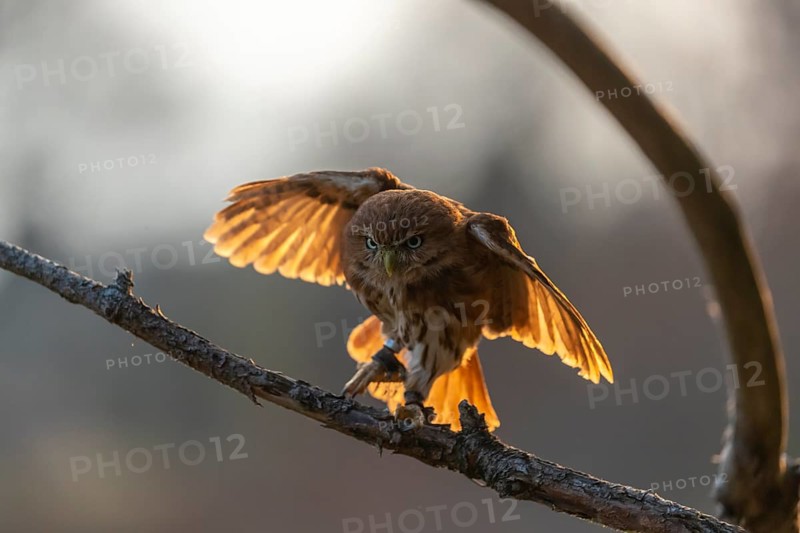One East Brazilian pygmy owl (Glaucidium minutissimum), also known as least pygmy-owl or Sick's pygmy-owl, sitting on a small twig of a tree. Back light condition in last evening light