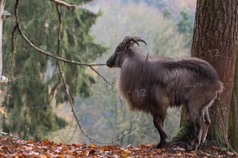 One male Himalayan Tahr (Hemitragus jemlahicus) standing in a forest. Green and yellow forest in the background