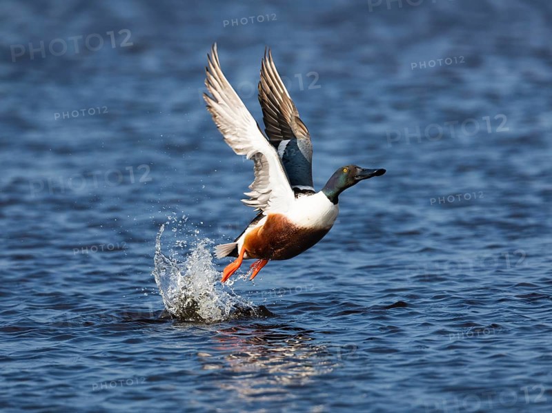 Northern Shoveler (Anas clypeata), male duck taking off in flight from lake, in display flight, island of Texel, Holland