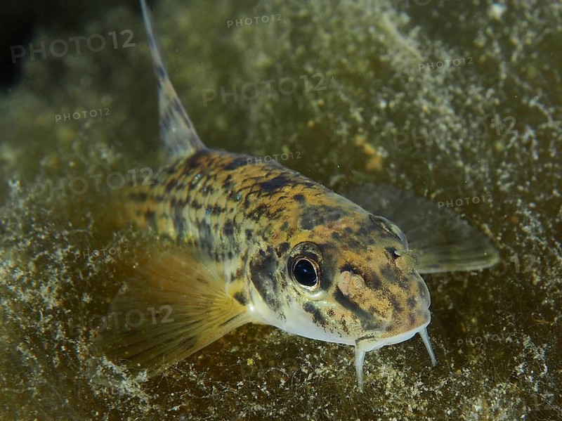 A gudgeon (Gobio gobio) with barbels moves over a structured substrate, Zollbrücke dive site, Rheinau, Canton Zurich, Rhine, High Rhine, Switzerland, Germany, Europe