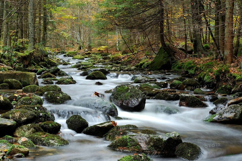 A quiet river runs through a wooded area, bathed in autumn colours, Kleine Ohe, Bavarian Forest National Park