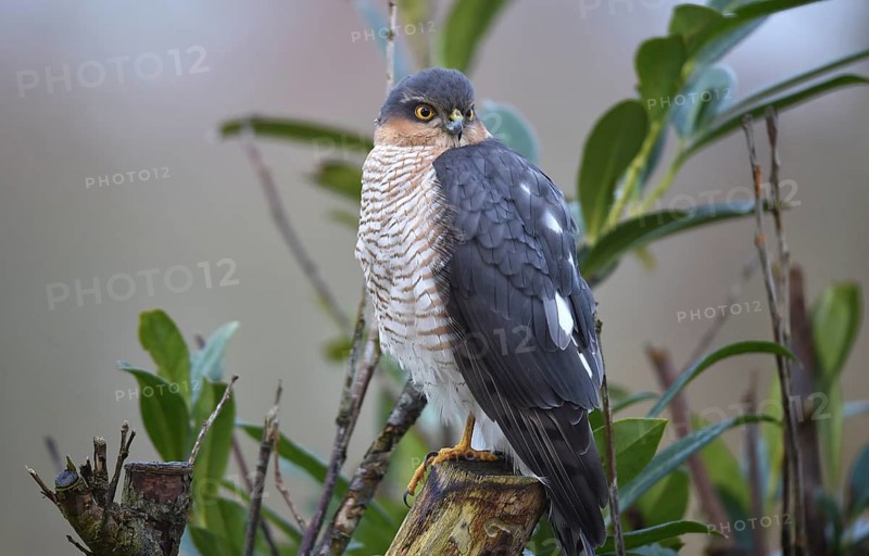Sparrowhawk, (Accipiter nisus) sitting in cherry laurel, Schleswig-Holstein, Germany, Europe