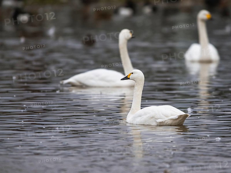 Tundra Swan, Bewick's Swan, Cygnus columbianus at winter in Slimbridge, England, United Kingdom, Europe