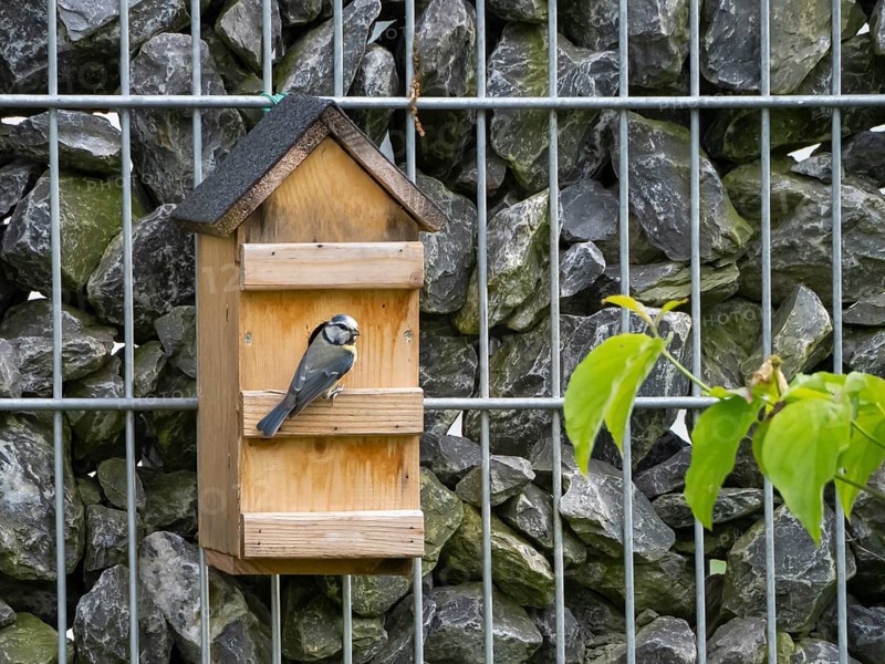Tit (Paridae) sitting in front of a nesting box on a gabion wall, North Rhine-Westphalia, Germany, Europe