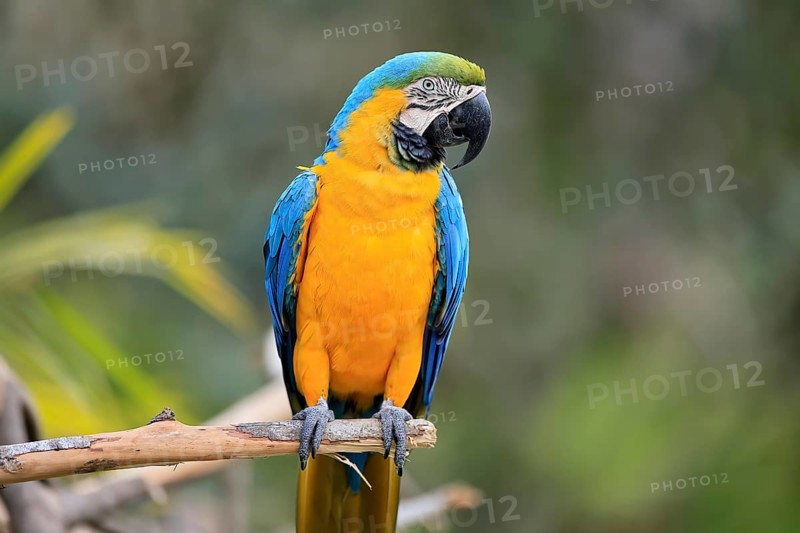 Yellow-breasted Macaw (Ara ararauna), adult, on wait, South America