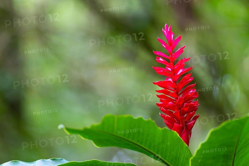 Alpinia purpurata, ginger plant (Zingiberaceae), Costa Rica, Central America